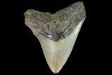 Megalodon Tooth - North Carolina #92438-1